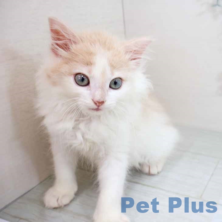 ノルウェージャンフォレストキャットの写真2
