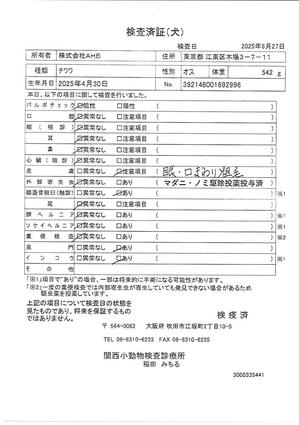 チワワ