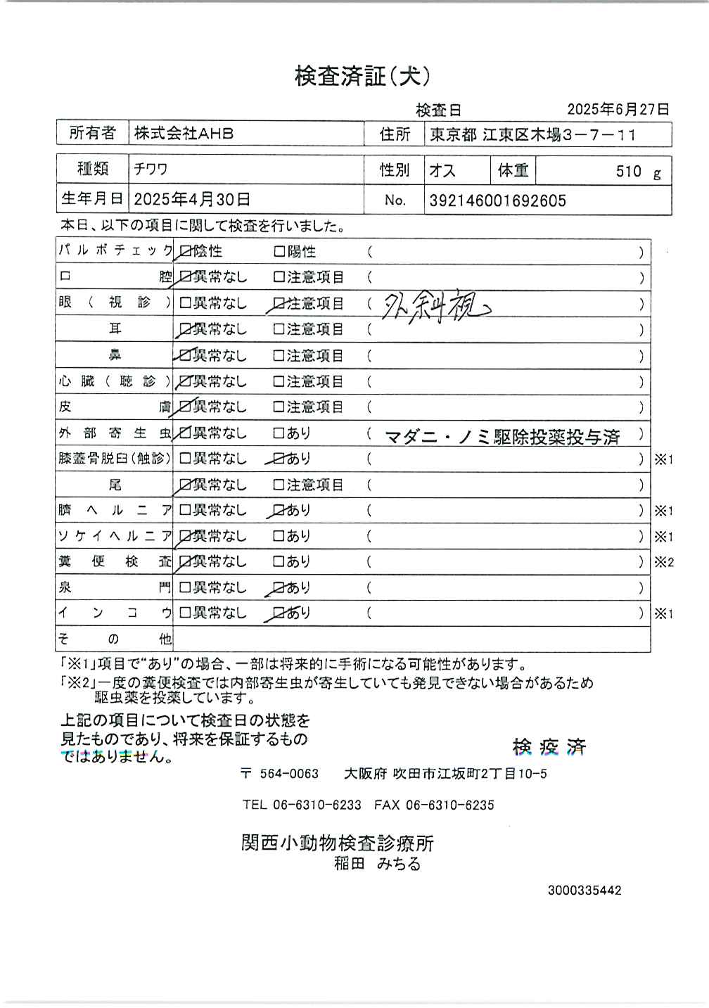 チワワ
