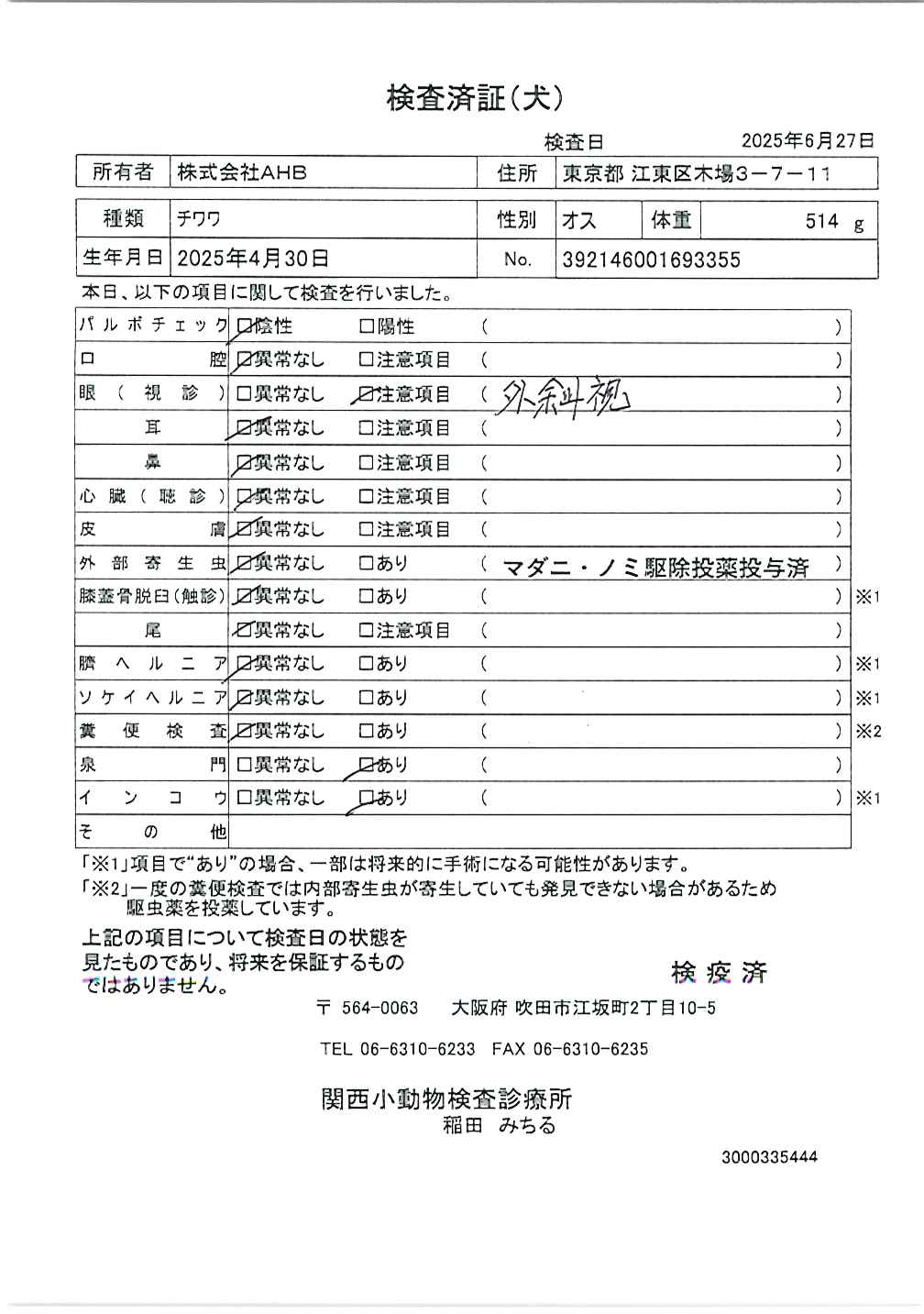 チワワ