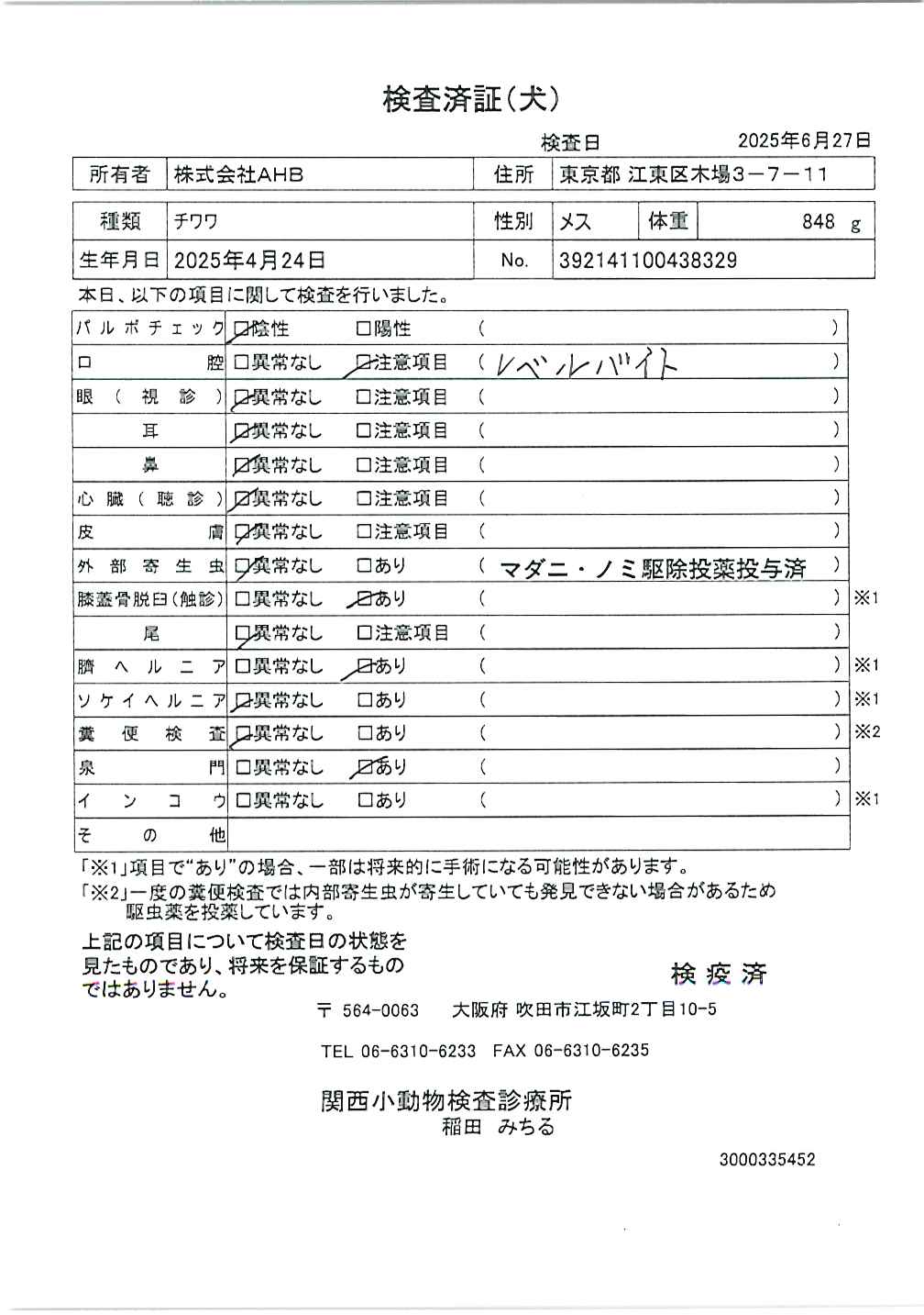 チワワ
