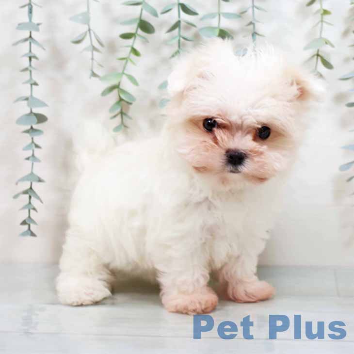 大阪府のマルチーズ (ペットプラスイオン大日店/2025年4月30日生まれ/女の子/ホワイト)の子犬