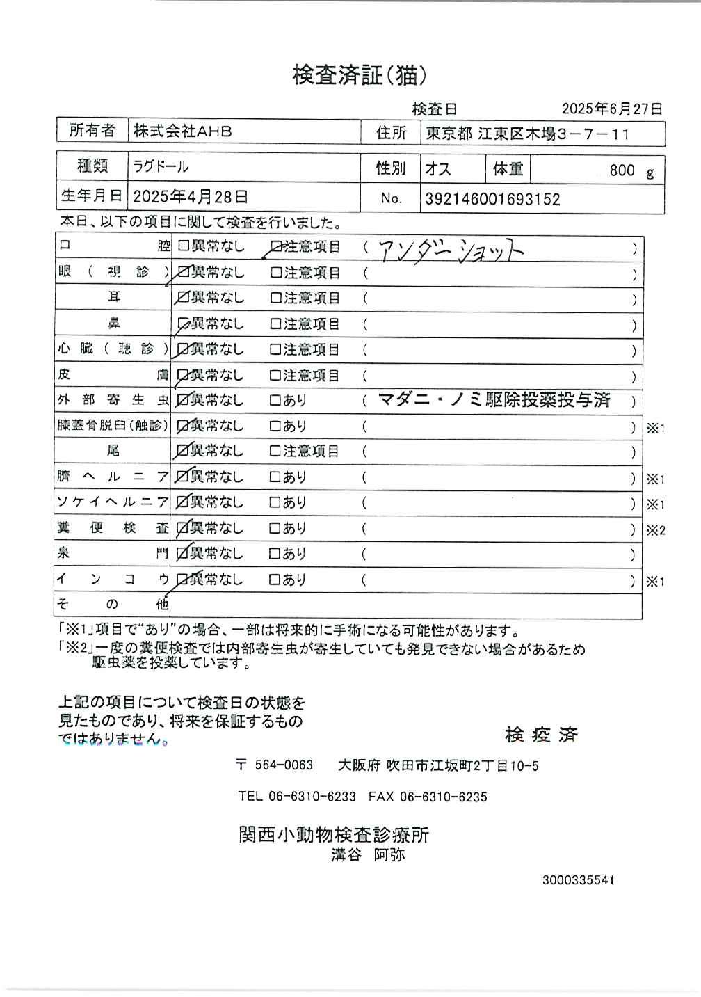 ラグドール