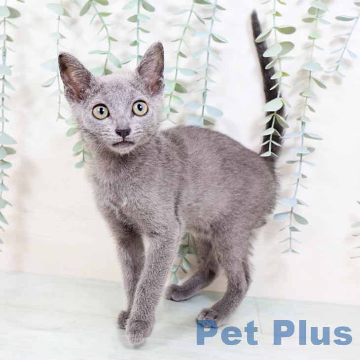 大阪府のロシアンブルー (ペットプラス松原店/2025年4月6日生まれ/男の子/ブルー)の子猫の1枚目の画像