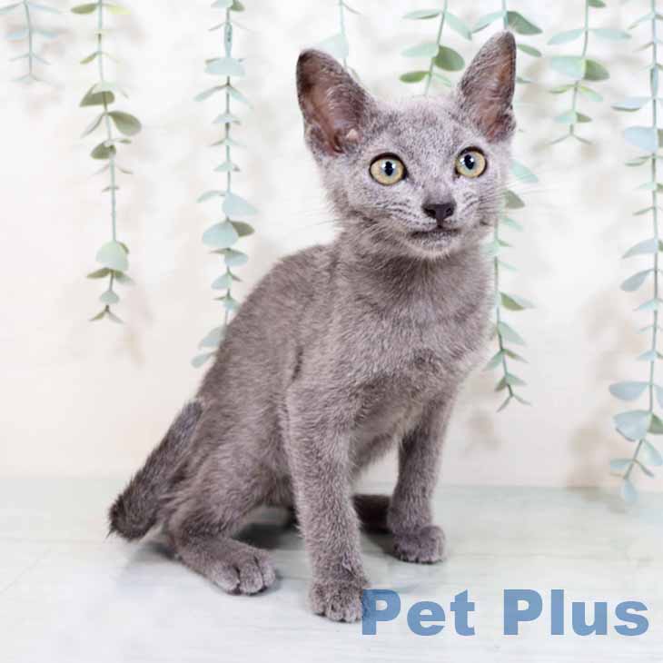 大阪府のロシアンブルー (ペットプラス松原店/2025年4月6日生まれ/男の子/ブルー)の子猫の2枚目の画像