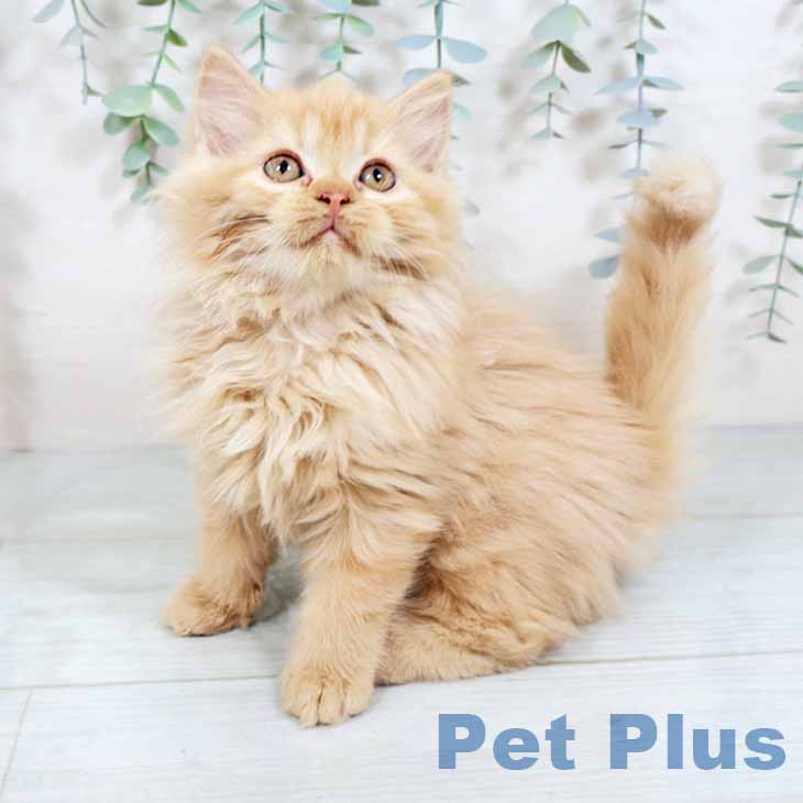 福岡県のラガマフィン (ペットプラス福岡店/2025年4月29日生まれ/女の子/レッドタビー)の子猫