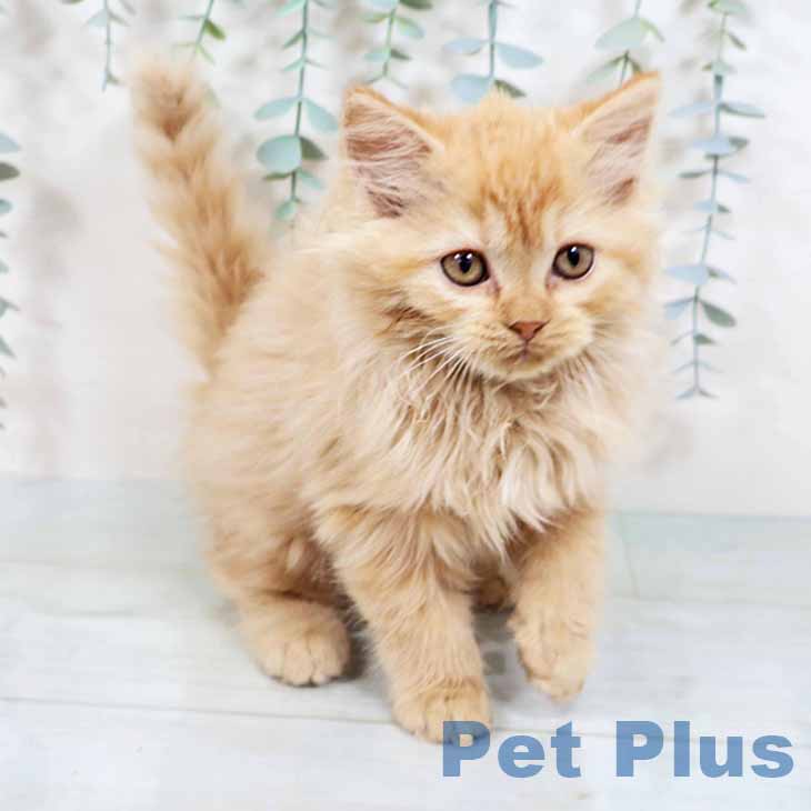 福岡県のラガマフィン (ペットプラス福岡店/2025年4月29日生まれ/女の子/レッドタビー)の子猫の2枚目の画像