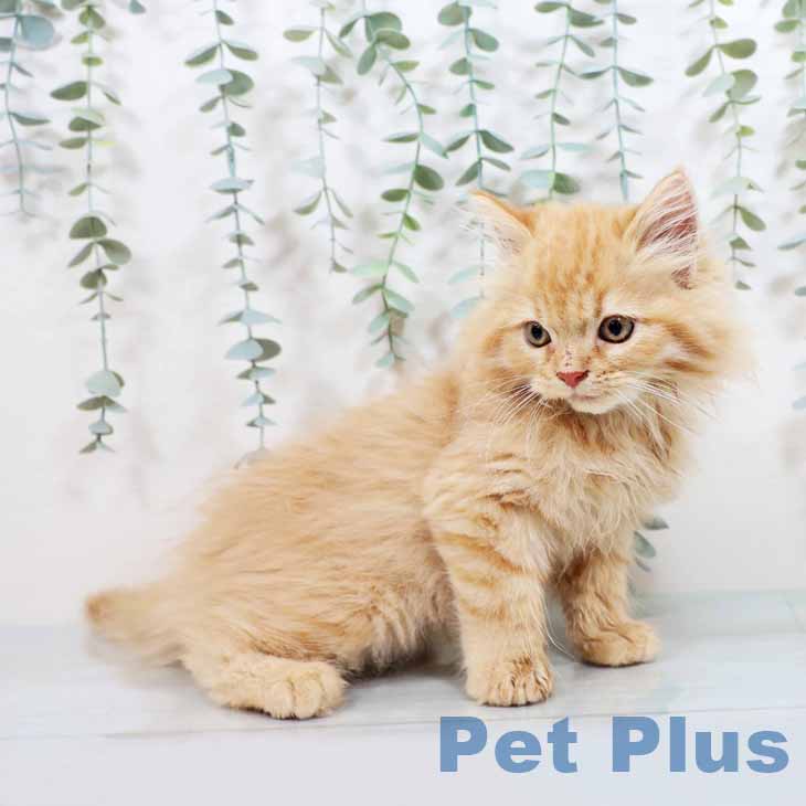 大阪府のラガマフィン (ペットプラスイオン大日店/2025年4月14日生まれ/男の子/レッドタビー)の子猫