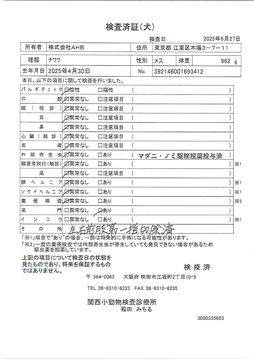 チワワ