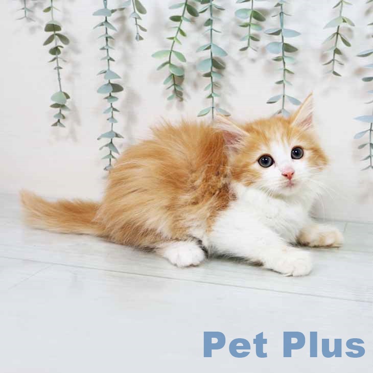 ノルウェージャンフォレストキャットの写真2