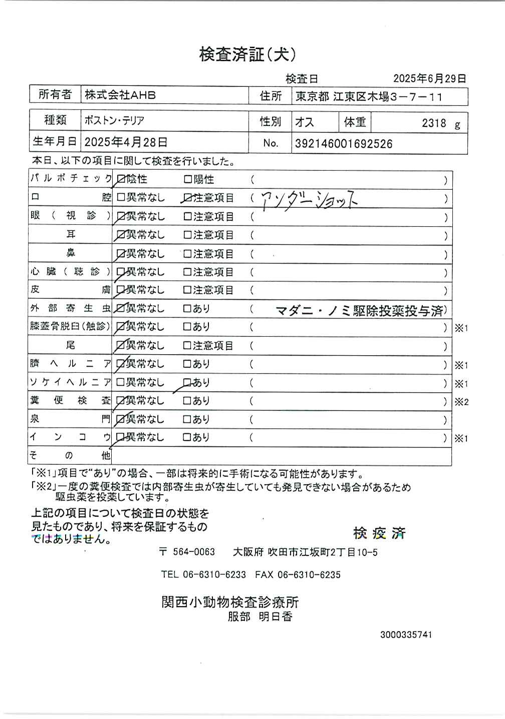 ボストン・テリア