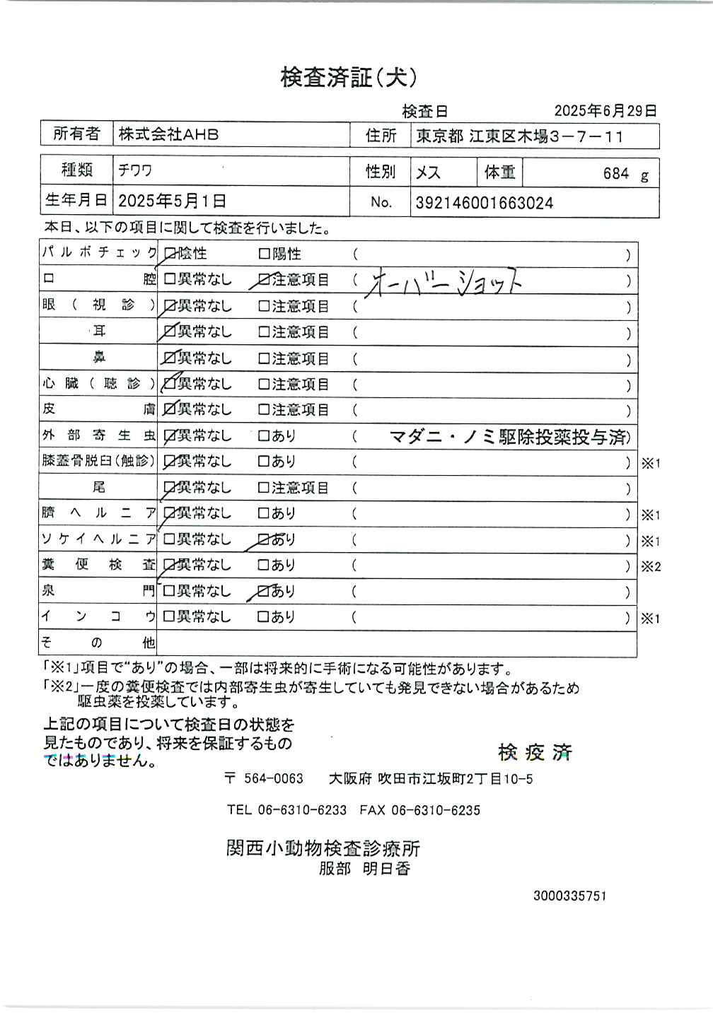 チワワ