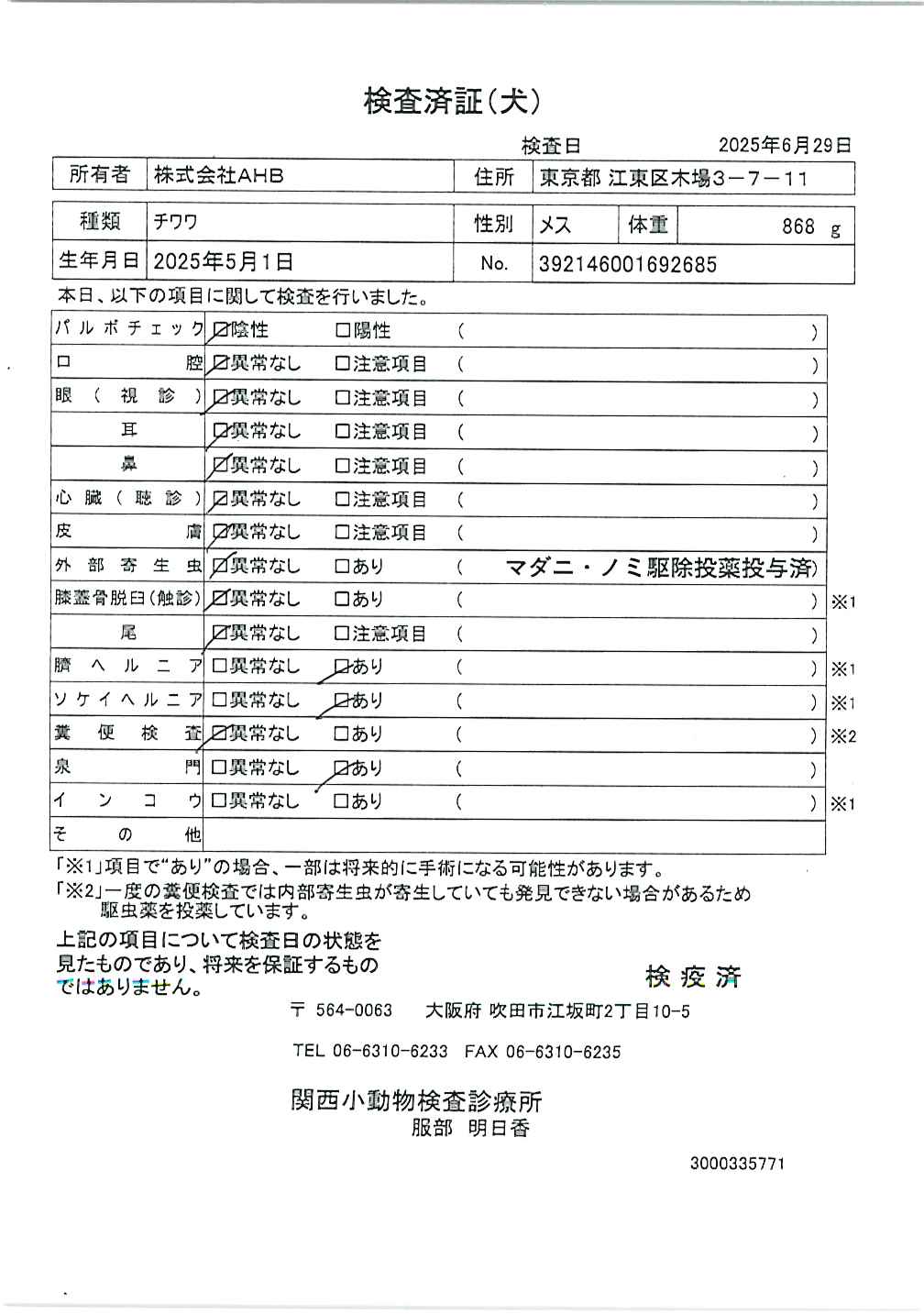 チワワ