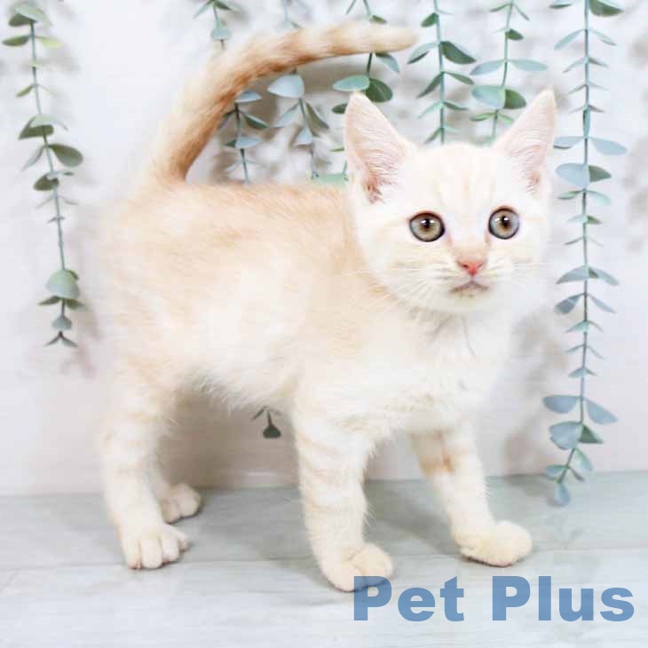 奈良県のマンチカン (ペットプラス大和郡山店/2025年4月25日生まれ/男の子/クリームタビー)の子猫の2枚目の画像
