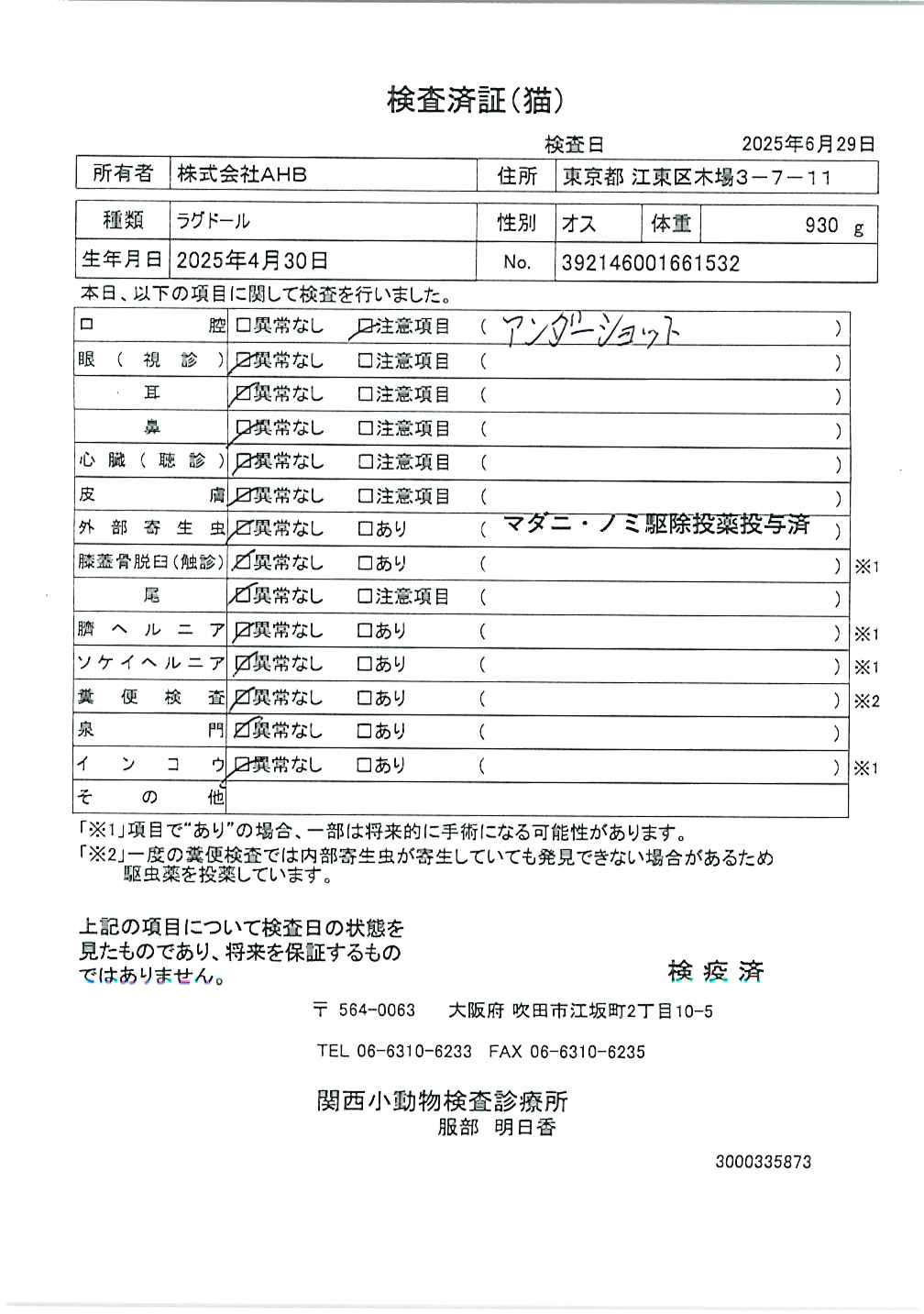 ラグドール