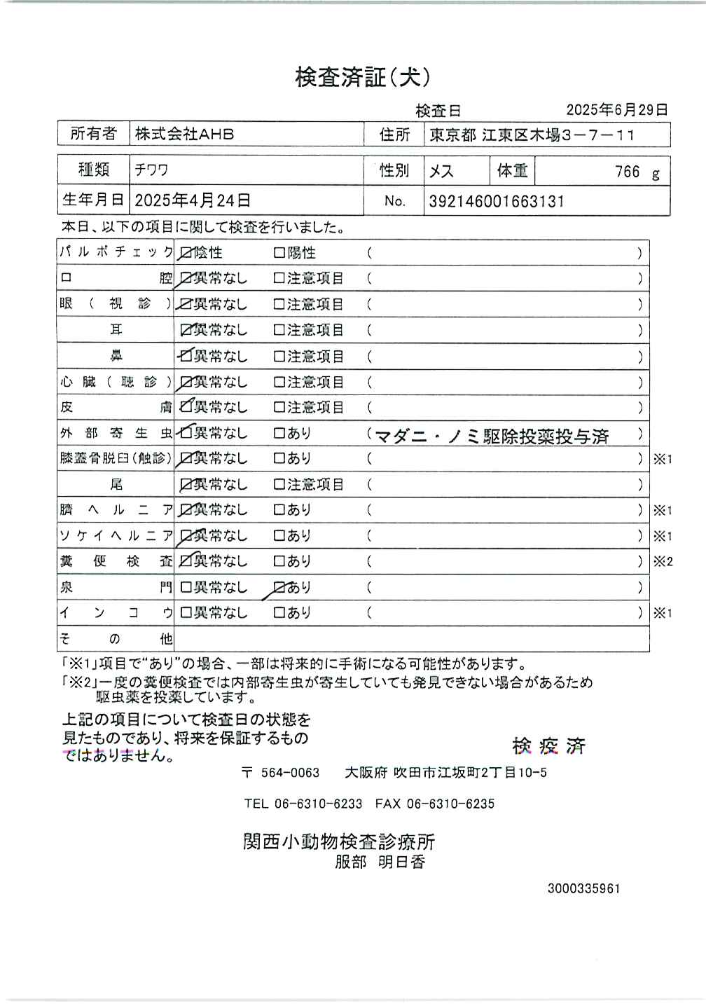 チワワ