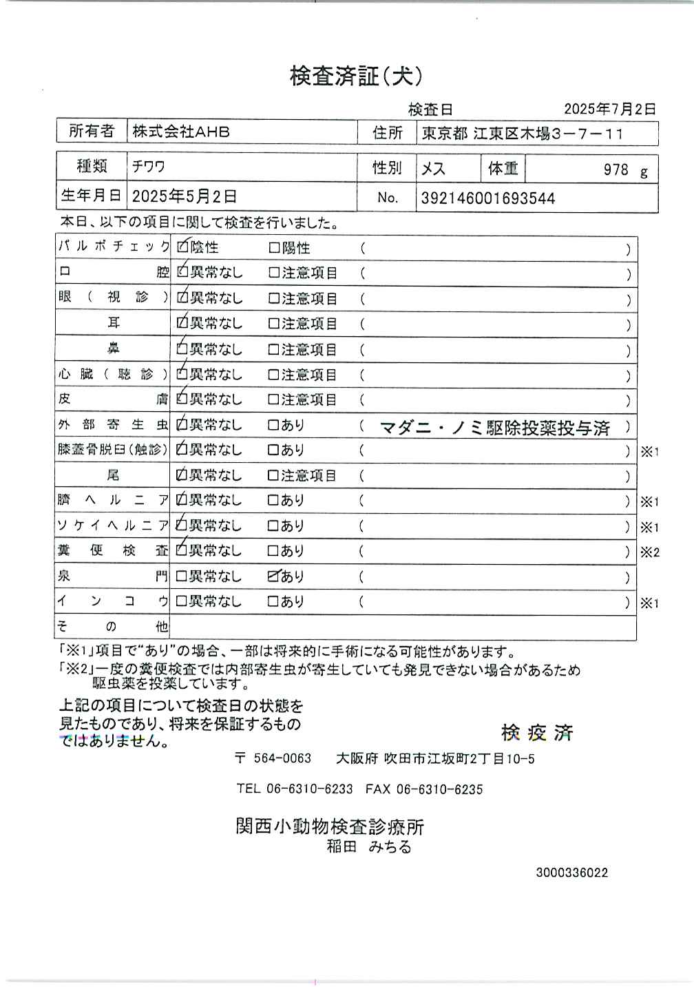 チワワ