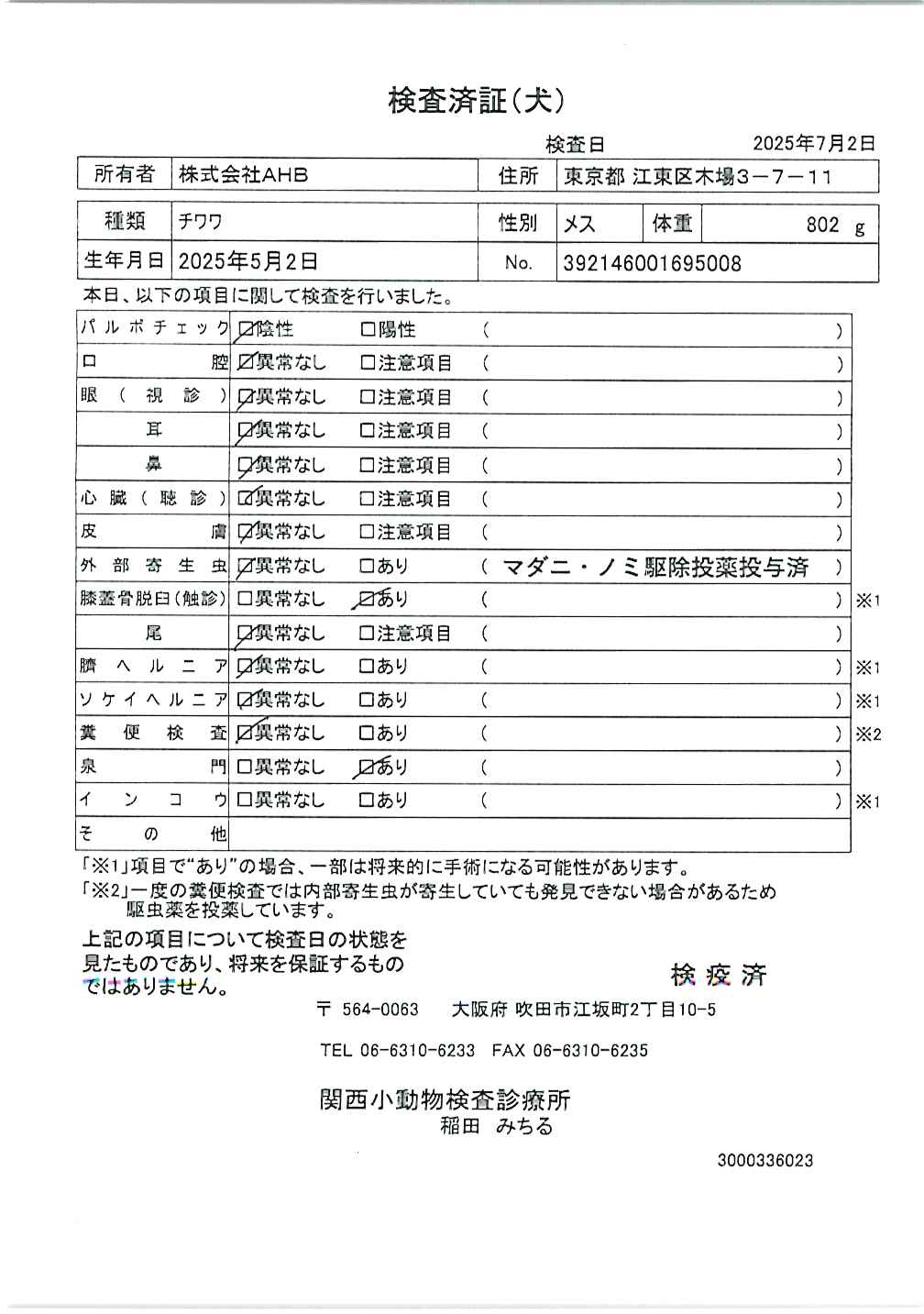 チワワ