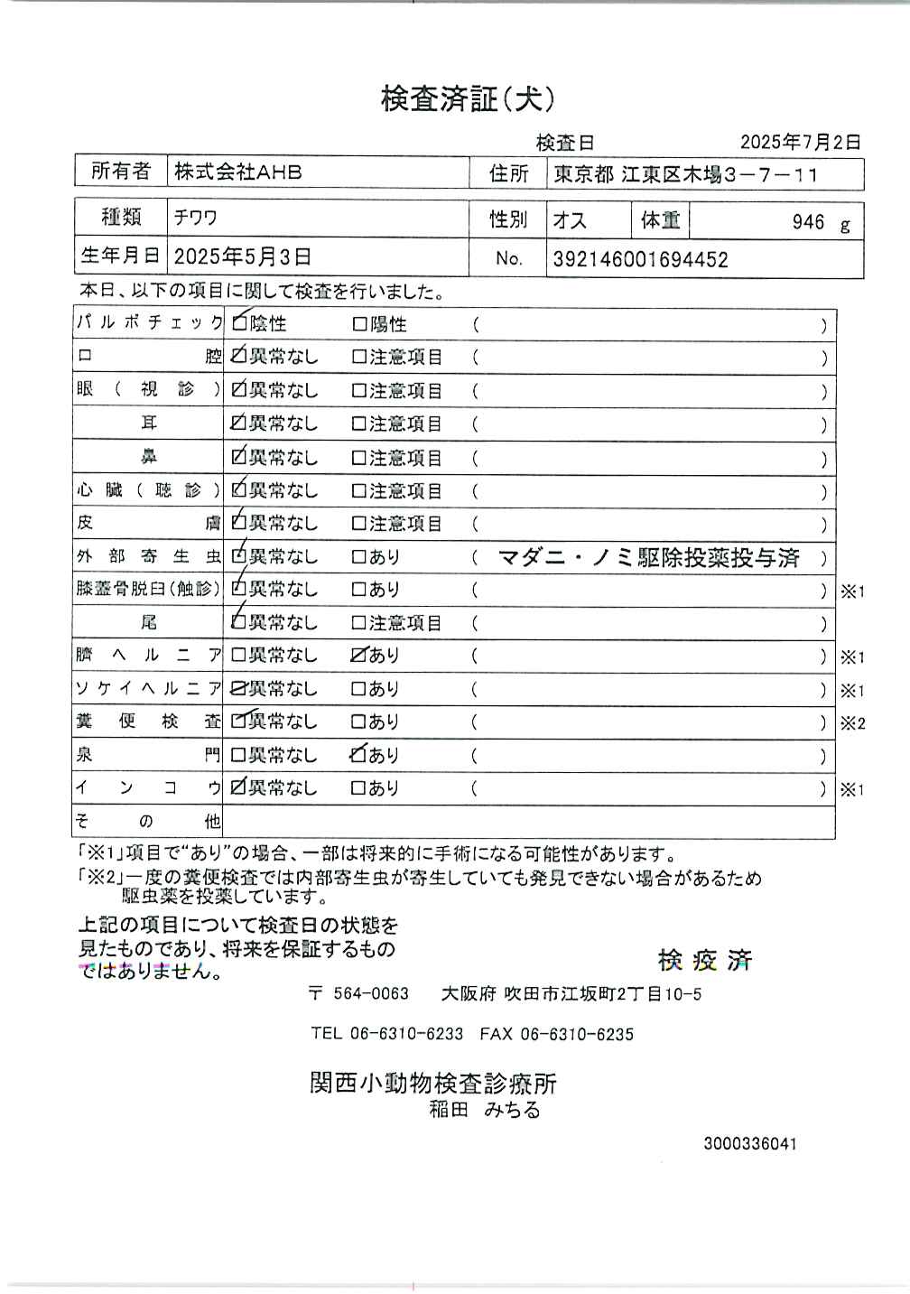 チワワ
