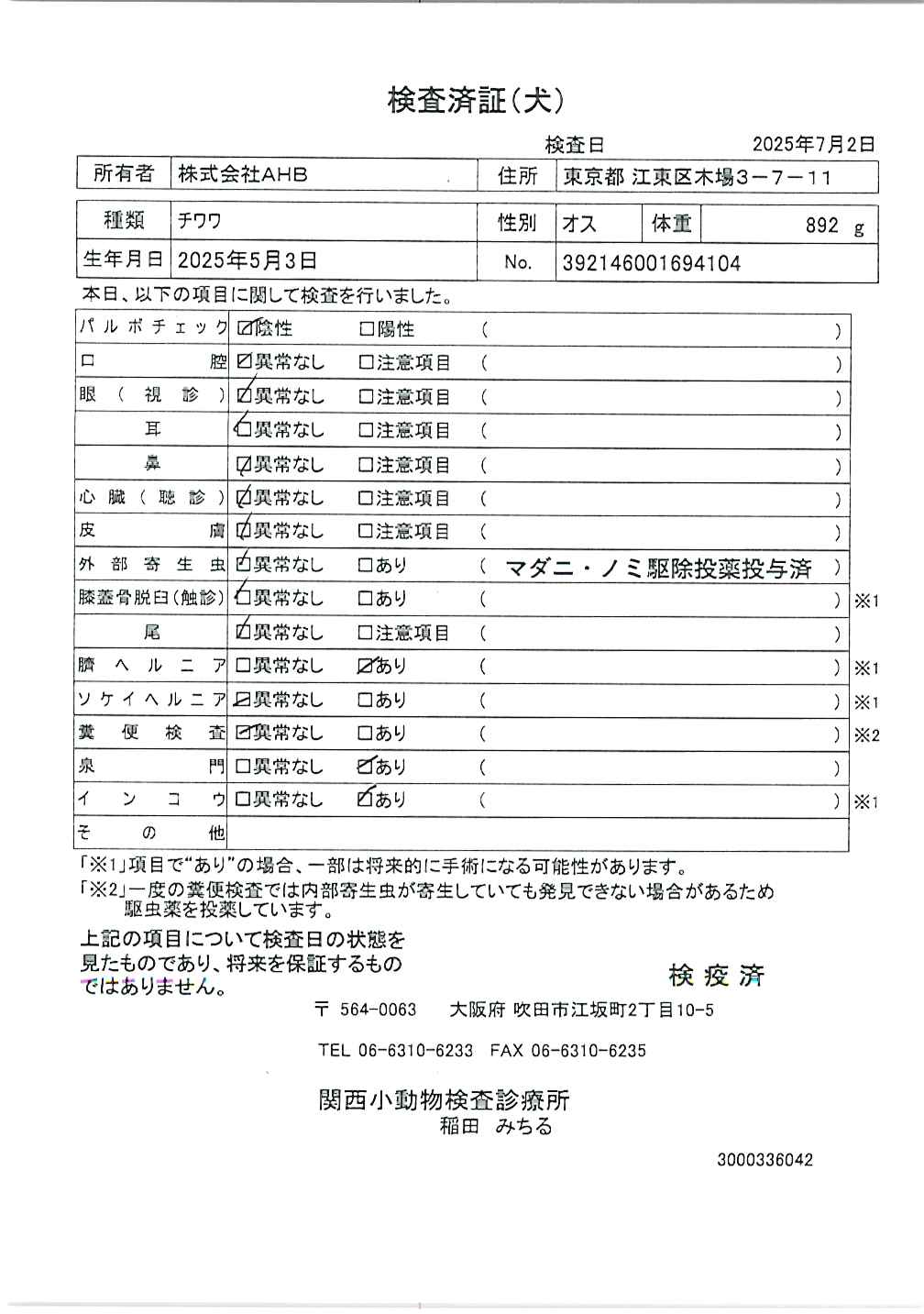 チワワ