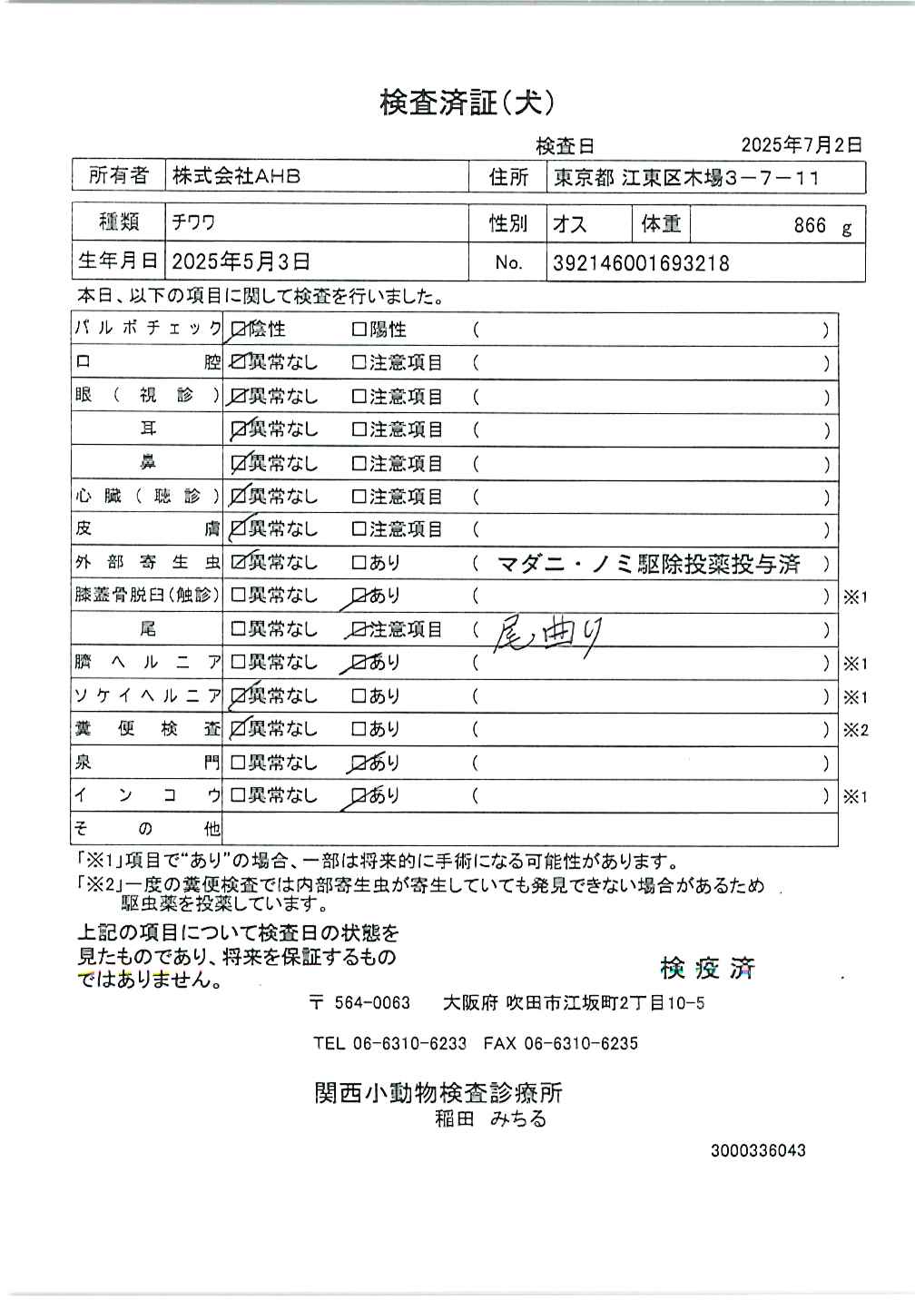 チワワ