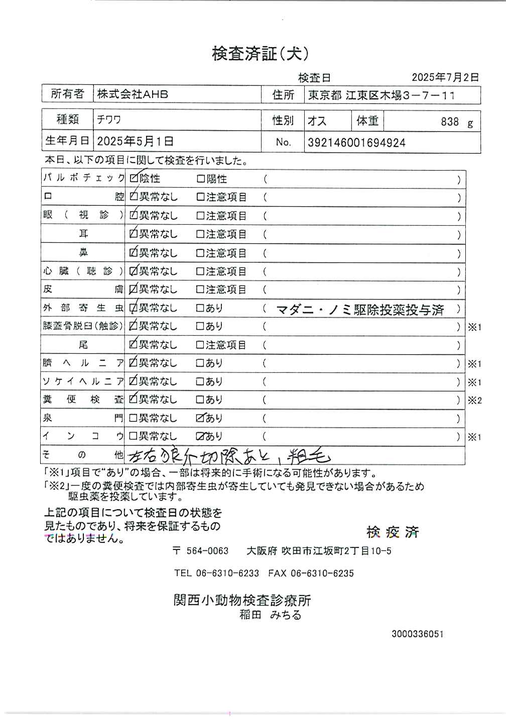 チワワ