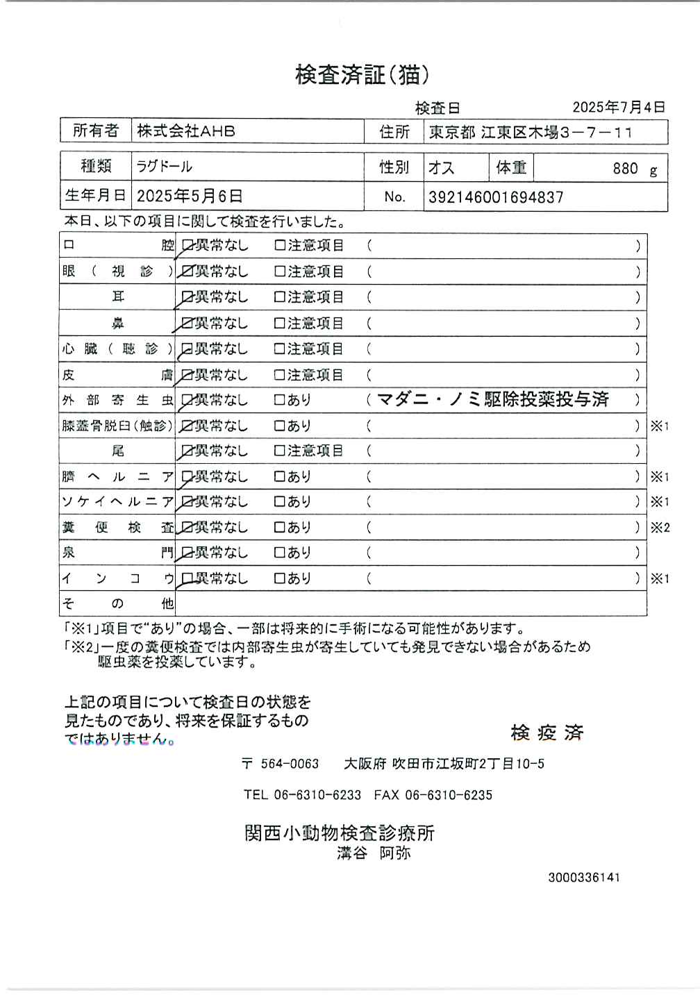 ラグドール