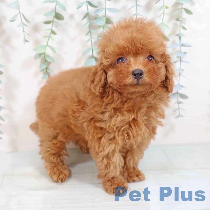 大阪府のトイプードル(トイ) (ペットプラスイオン大日店/2025年5月7日生まれ/男の子/レッド)の子犬の1枚目の画像