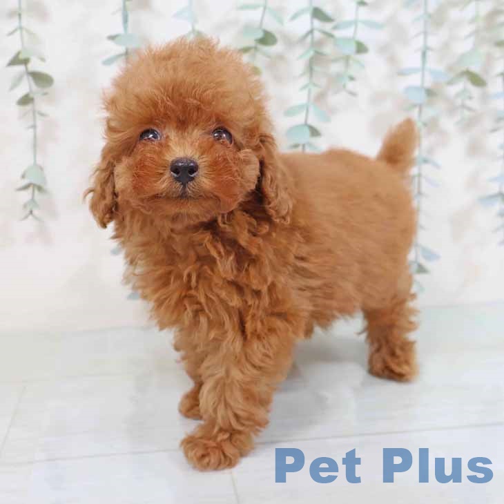 大阪府のトイプードル(トイ) (ペットプラスイオン大日店/2025年5月7日生まれ/男の子/レッド)の子犬の2枚目の画像