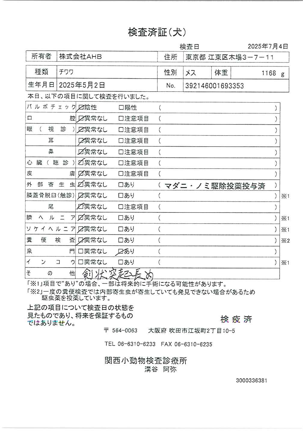 チワワ