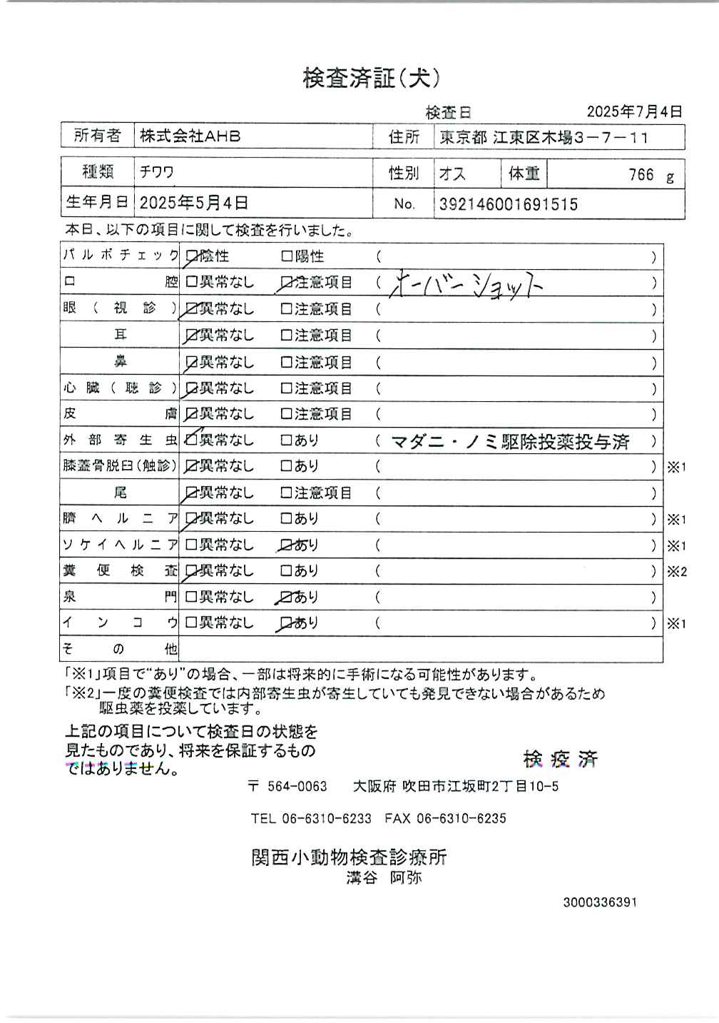チワワ