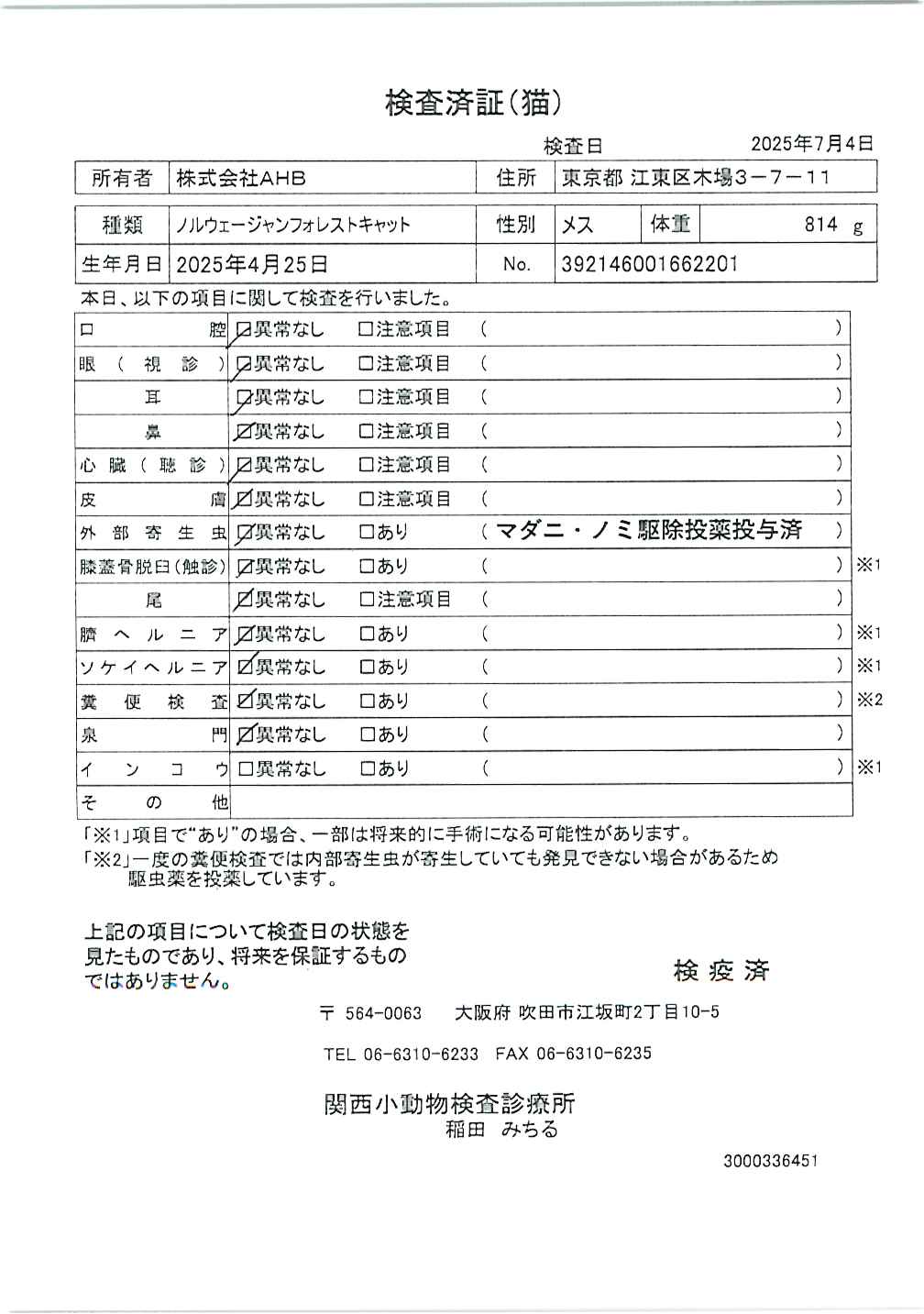 ノルウェージャンフォレストキャット