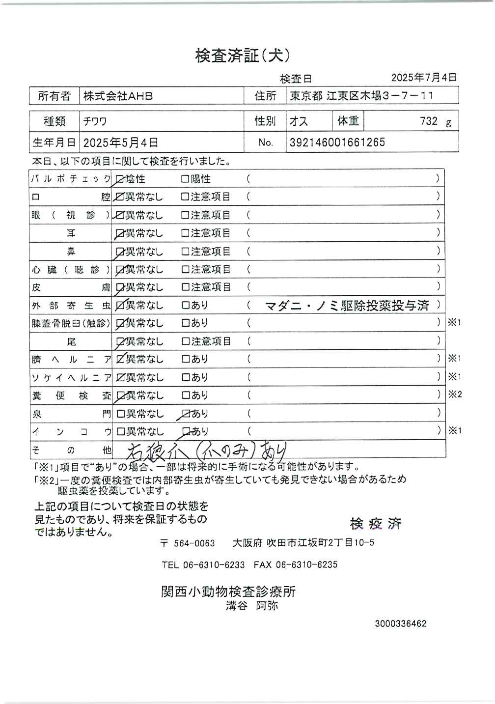 チワワ