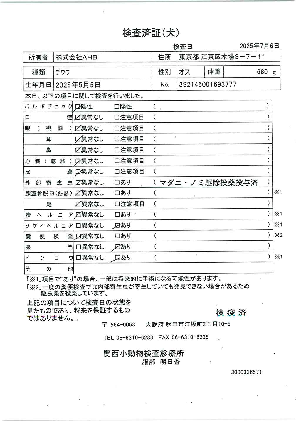 チワワ