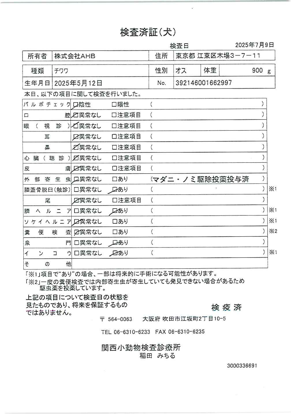 チワワ