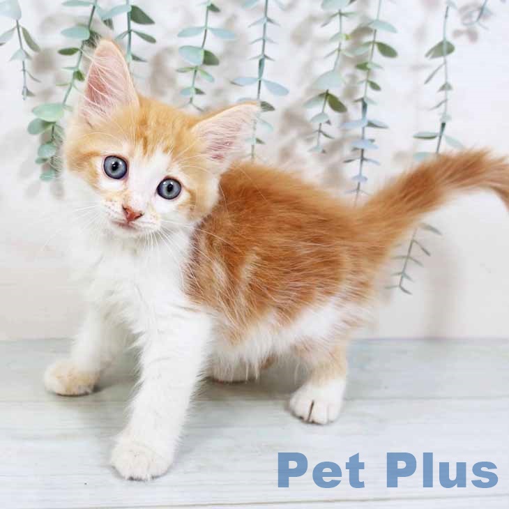 ノルウェージャンフォレストキャット