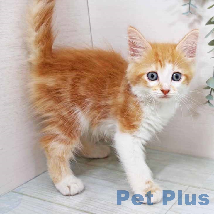 ノルウェージャンフォレストキャットの写真2
