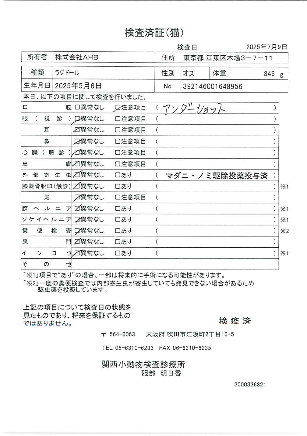 ラグドール
