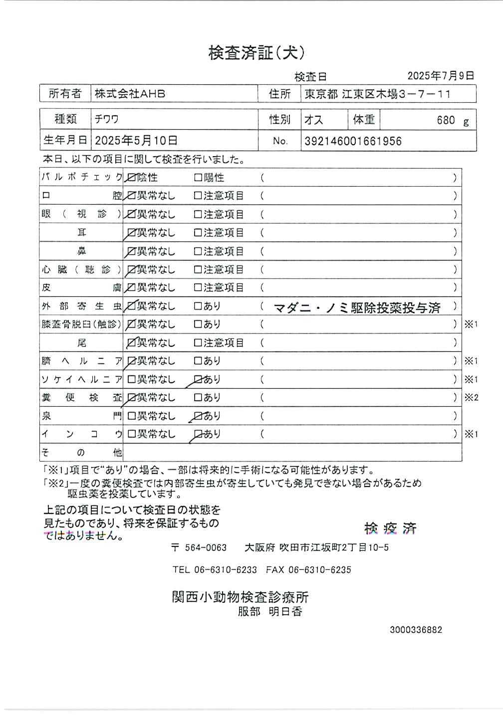 チワワ