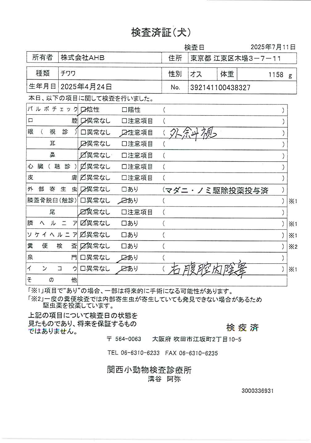 チワワ