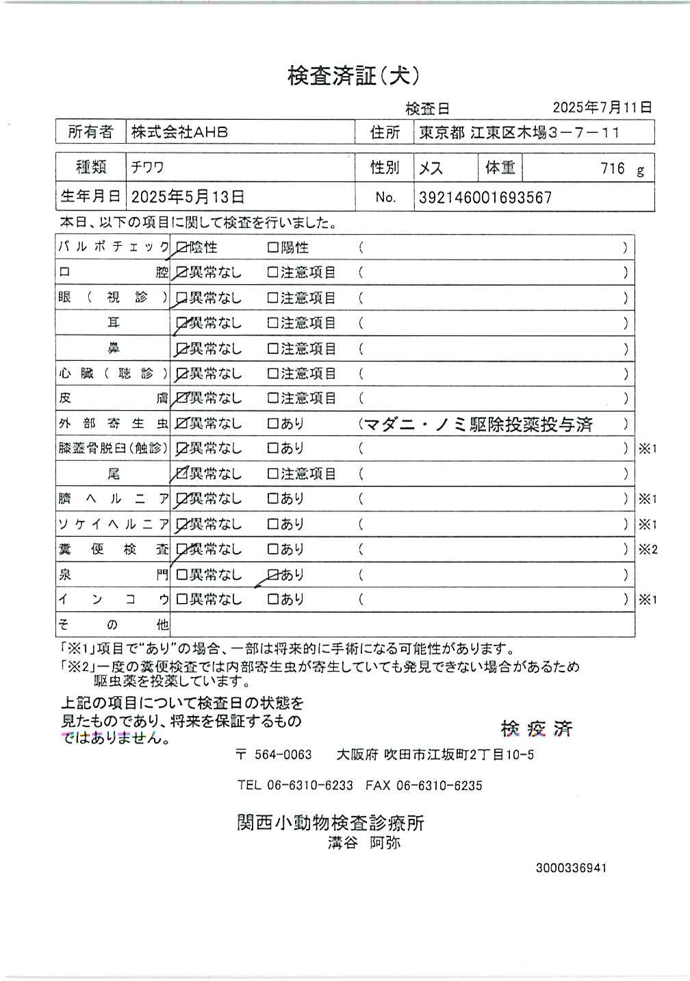チワワ