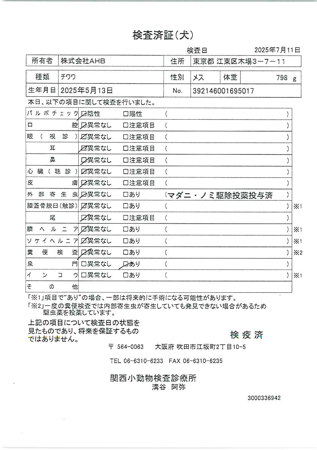 チワワ