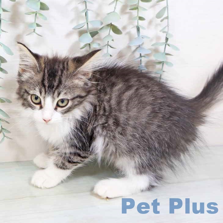 ノルウェージャンフォレストキャットの写真2