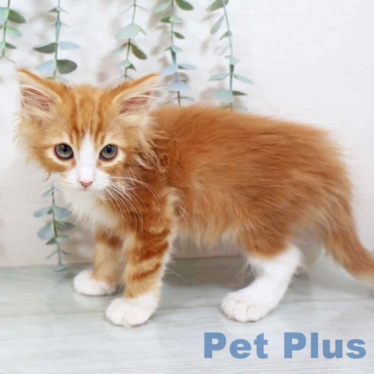 ノルウェージャンフォレストキャット