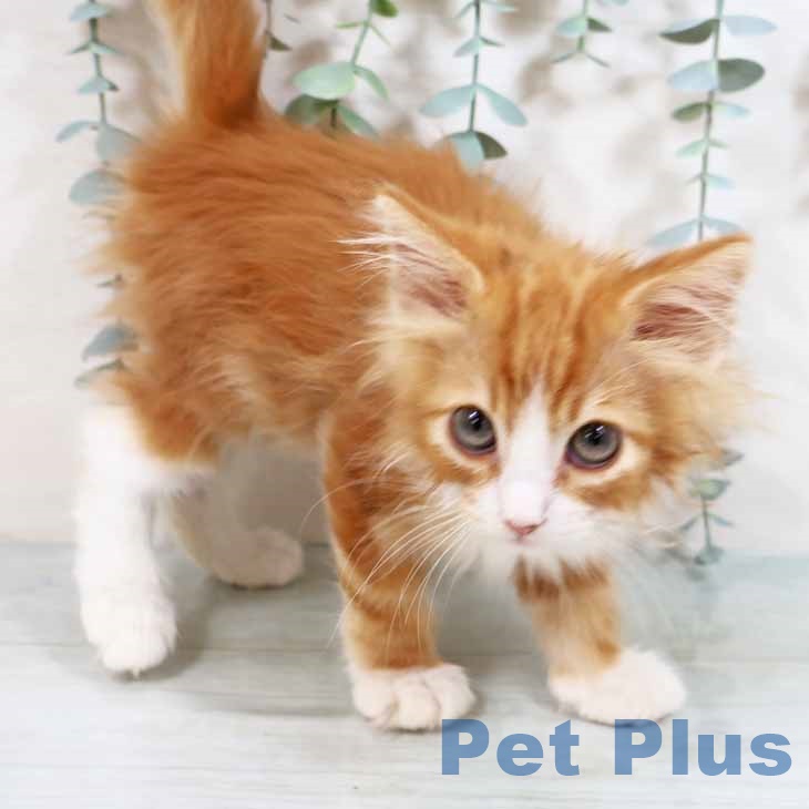 ノルウェージャンフォレストキャットの写真2