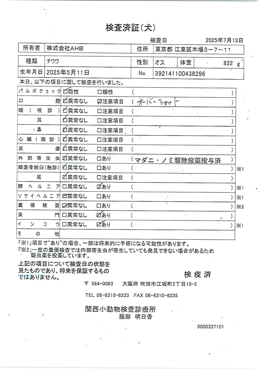 チワワ