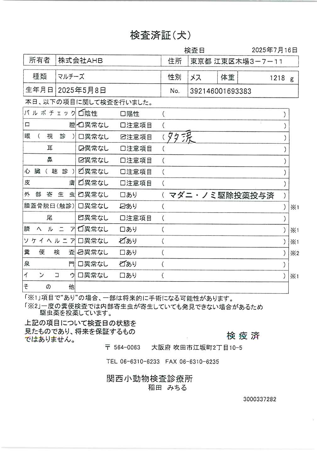 マルチーズ