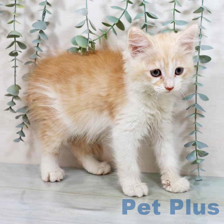 ノルウェージャンフォレストキャットの写真2