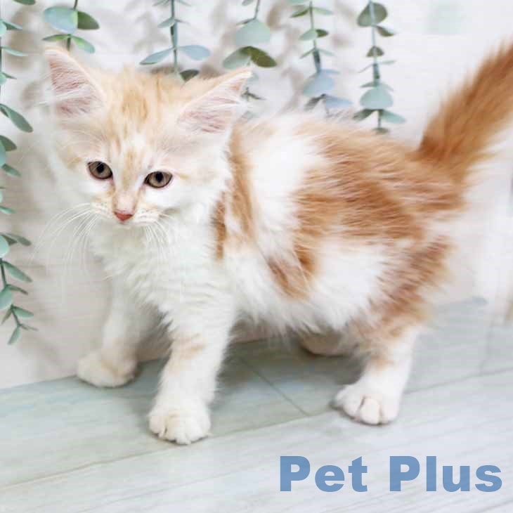 ノルウェージャンフォレストキャット