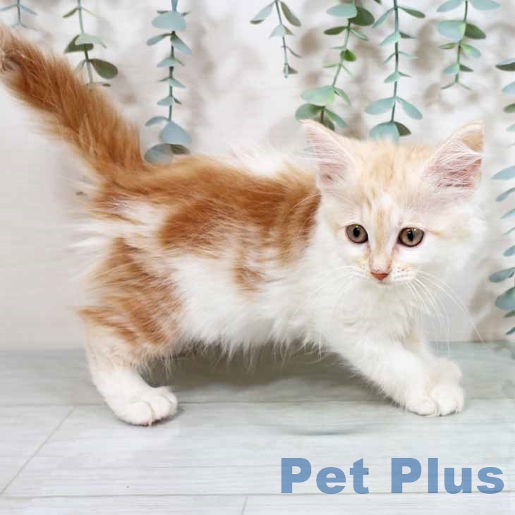 ノルウェージャンフォレストキャットの写真2